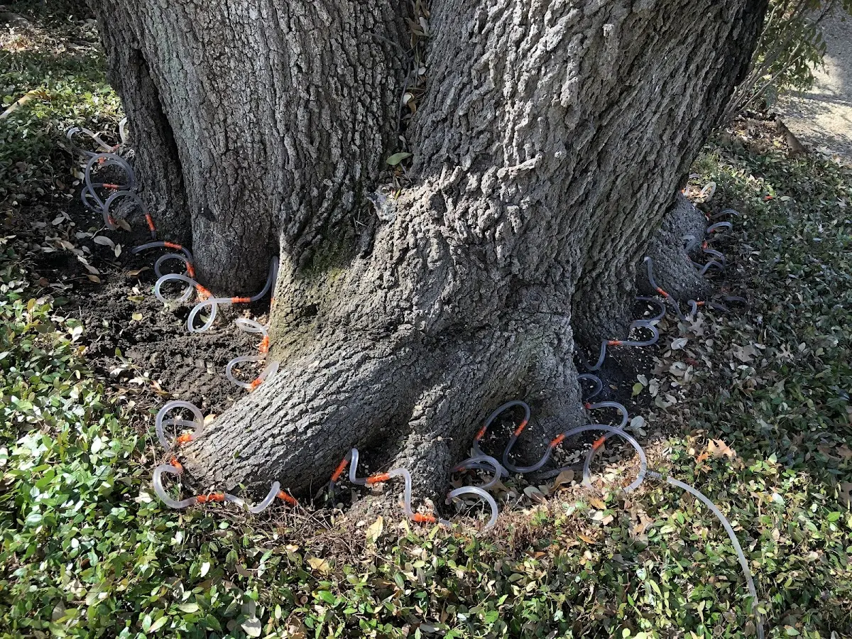 Detailed Tree Cabling and Bracing job site in Fort Smith